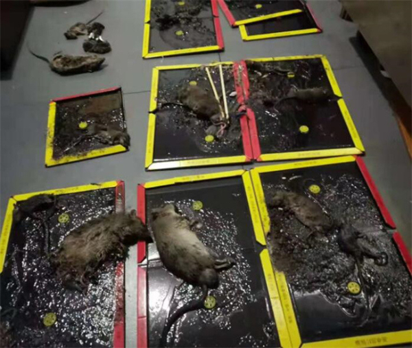 德清灭鼠公司办公室抓老鼠方法