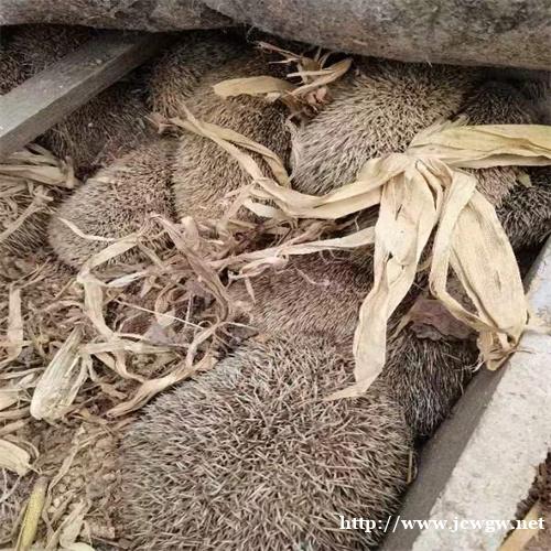 刺猬种苗购买 刺猬种苗购买