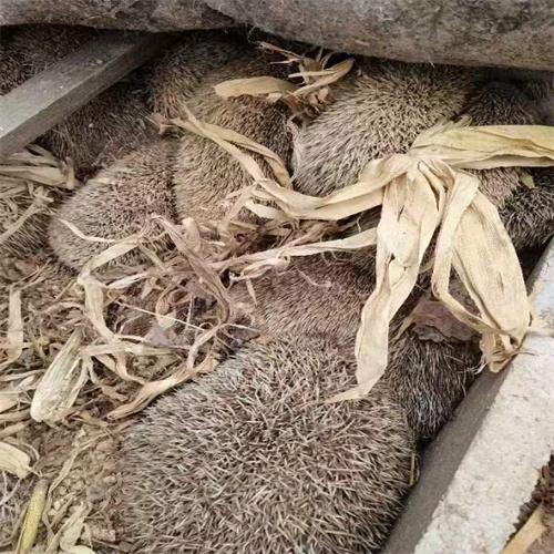 刺猬种苗购买