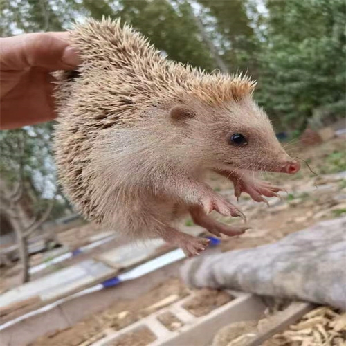 刺猬养殖种苗活体批发平台