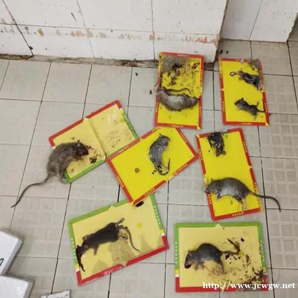 福州灭鼠时如何封堵鼠洞 福州灭鼠时如何封堵鼠洞