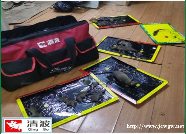 淳安灭鼠公司工厂杀虫灭鼠的有效方法 淳安灭鼠公司工厂杀虫灭鼠的有效方法