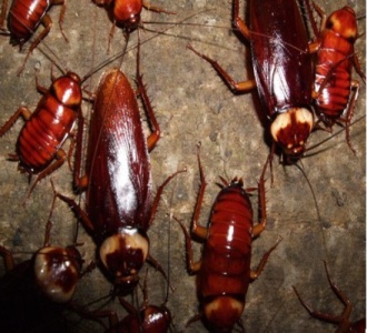 宿迁除蟑螂公司食品厂灭蟑螂方案