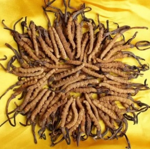 济南散装虫草回收公司电话