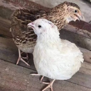 连云港鹌鹑苗的养殖艺术:从孵化到成长