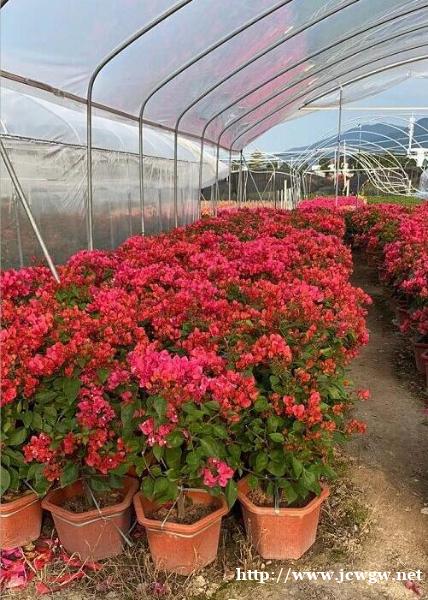 同安红三角梅供应 同安红三角梅供应