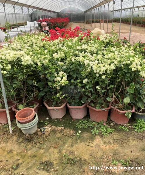 漳州绿叶樱三角梅低价甩卖 漳州绿叶樱三角梅低价甩卖