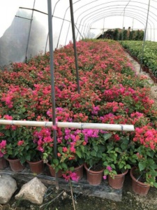 漳州三角梅盆栽基地