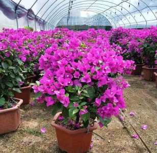 漳州紫色三角梅批发基地