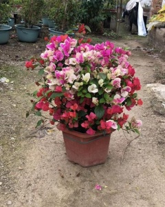 莆田多色三角梅基地出售