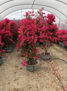 泉州造型三角梅基地批发