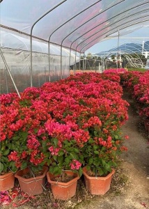 同安红三角梅供应