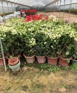 漳州绿叶樱三角梅低价甩卖