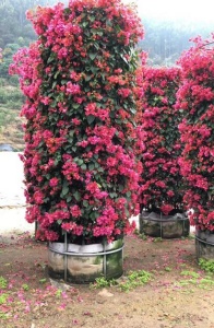 福州三角梅柱子批发