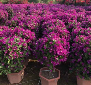 福建高速用三角梅基地直供