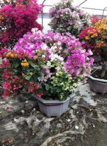 漳州大型三角梅基地直供