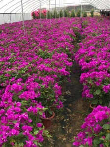 福建三角梅基地批发在哪里