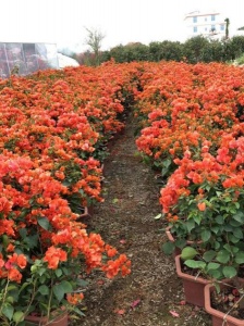 泉州三角梅基地直销