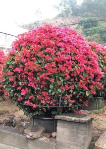 漳州三角梅球批发基地