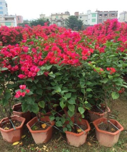 福建潮州红三角梅