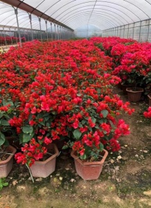 漳州现货供应三角梅盆景