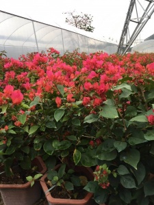 南平三角梅袋苗哪里批发便宜