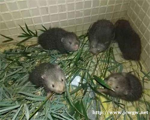 湖南竹鼠养殖需要注意哪些 湖南竹鼠养殖需要注意哪些