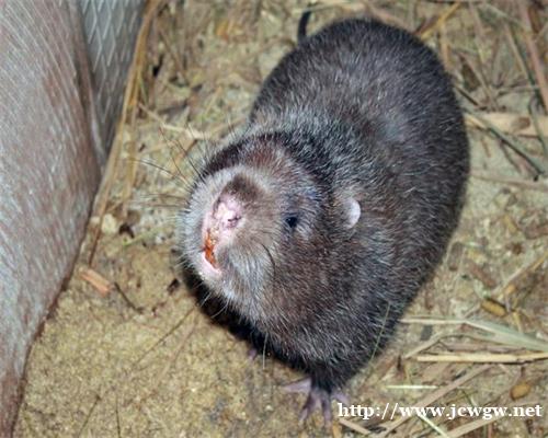 湖南竹鼠喜欢吃什么东西 湖南竹鼠喜欢吃什么东西