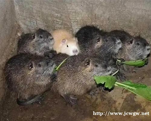 湖南海狸鼠养殖需要注意哪些 湖南海狸鼠养殖需要注意哪些