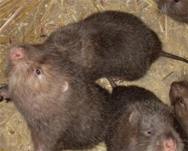 湖南竹鼠养殖基地如何判断竹鼠适应了新环境