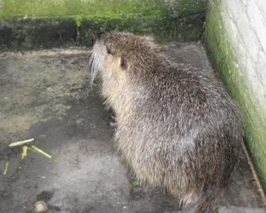 广西海狸鼠养殖中如何有效预防常见疾病