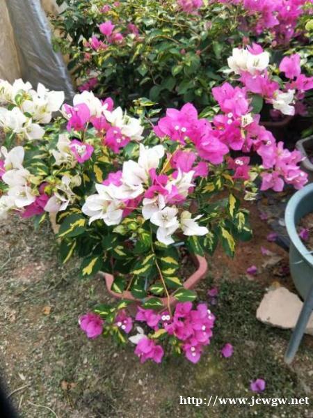 漳州三角梅花批发基地在哪里? 漳州三角梅花批发基地在哪里?