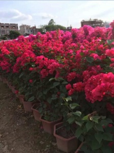 福建批发三角梅什么时候比较便宜