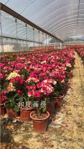 漳州三角梅批发找哪家便宜