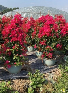 福建三角梅大型种植基地在哪里