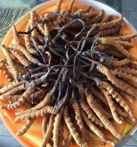 新津虫草回收多少钱