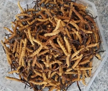 都江堰大量回收各种茅台酒回收冬虫夏草电话