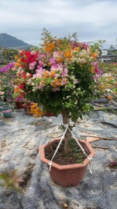 漳州三角梅服盆期如何养护管理