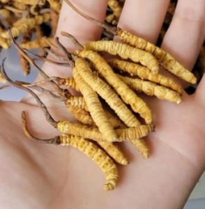 江津回收项目有哪些？冬虫夏草海参鹿茸燕窝