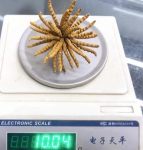 江津哪些地区可以上门回收冬虫夏草呢？