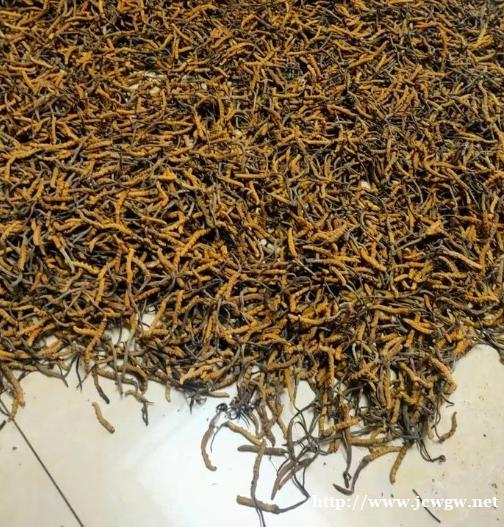 成都回收冬虫夏草,目前收购冬虫夏草价格 成都回收冬虫夏草,目前收购冬虫夏草价格