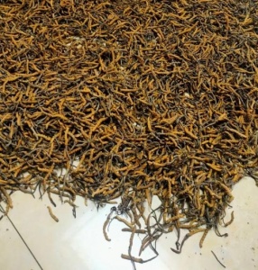 成都回收冬虫夏草,目前收购冬虫夏草价格