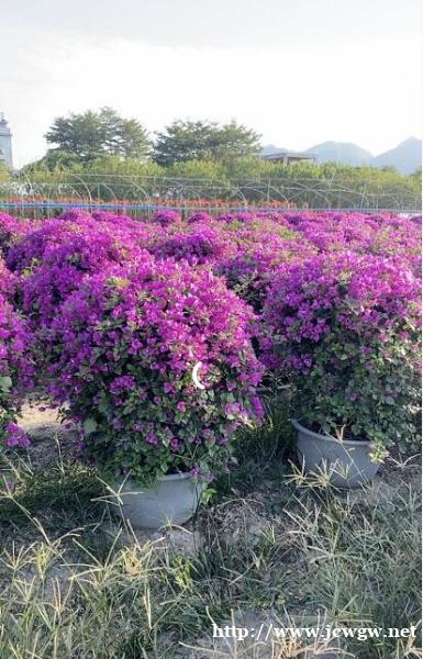 漳州紫色三角梅基地大量供应 易养活 漳州紫色三角梅基地大量供应 易养活