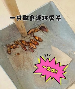 晋江灭蟑螂联系电话