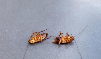 泉州厨房灭蟑螂