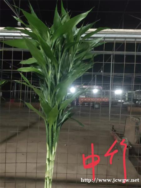 海口富贵竹种植方式与密度 海口富贵竹种植方式与密度