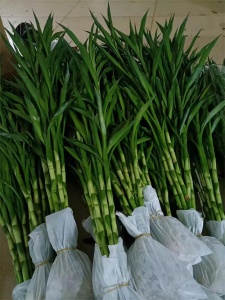 海南富贵竹的养护要点