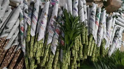 海南富贵竹的种植优势