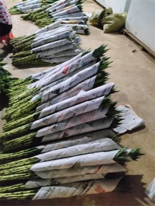 海南富贵竹与其他地区富贵竹的差异