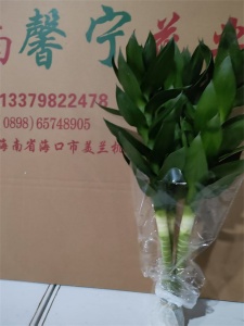 海南富贵竹基地直销购买与运输注意事项